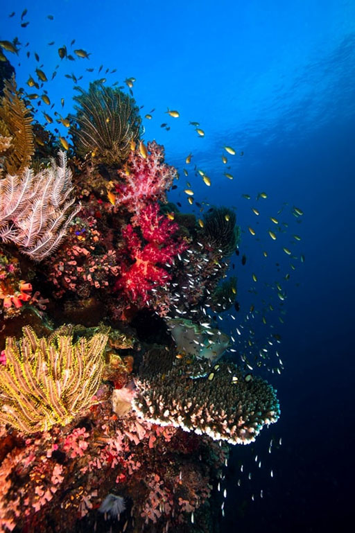 Rich, healthy coral house countless critters within. Photo Credit: Beth Watson.