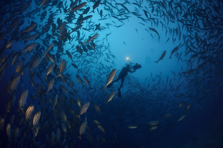A diver set a midst in a peaceful swirl of jack fish.