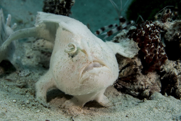 You'll find plenty of unique critters like this frog fish hidden in the 'Secret Place dive site. Photo Credit: Wim Custers.