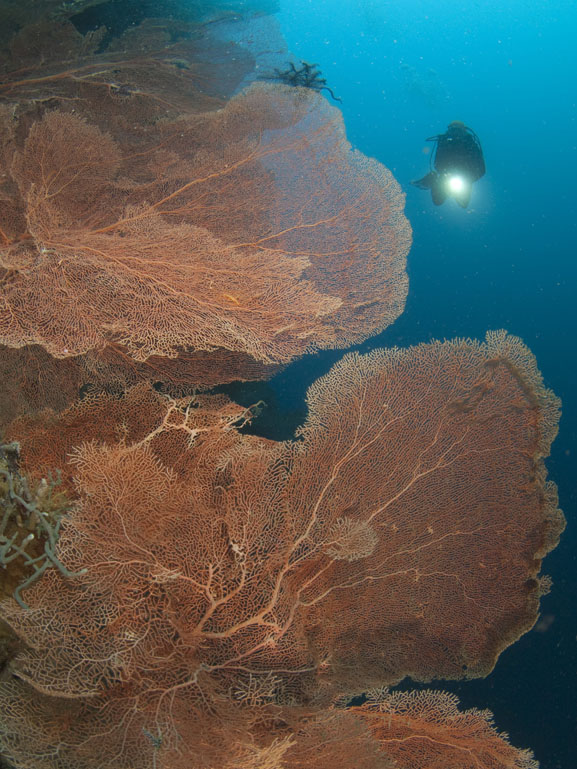 Sea fans at one of the many dive sites in Anda, Bohol. Photo Credit: Karin Brussaard.