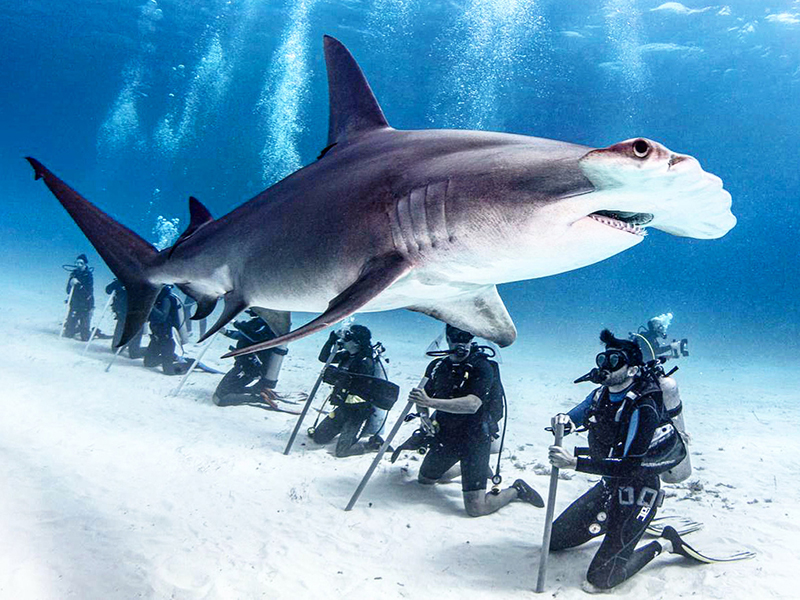 A hammerhead shark thrills divers in the waters of Bimini.