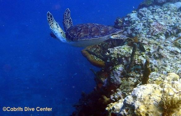 The site is named for rocks that look like a hand and knuckles sticking out in the water and attracts spotted eagle rays and turtles in the mild current.