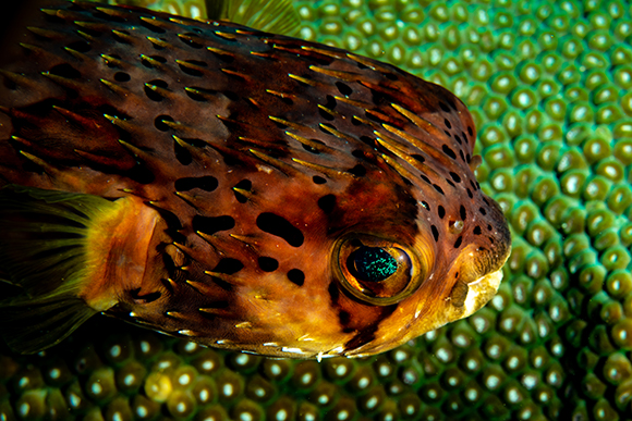 Located under the Cabrits Cruise ship jetty, this site is home to all sorts of marine life and hidden treasures.