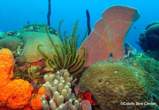 Shark's Mouth is the southernmost of the Cabrits sites but you most likely won't find sharks.