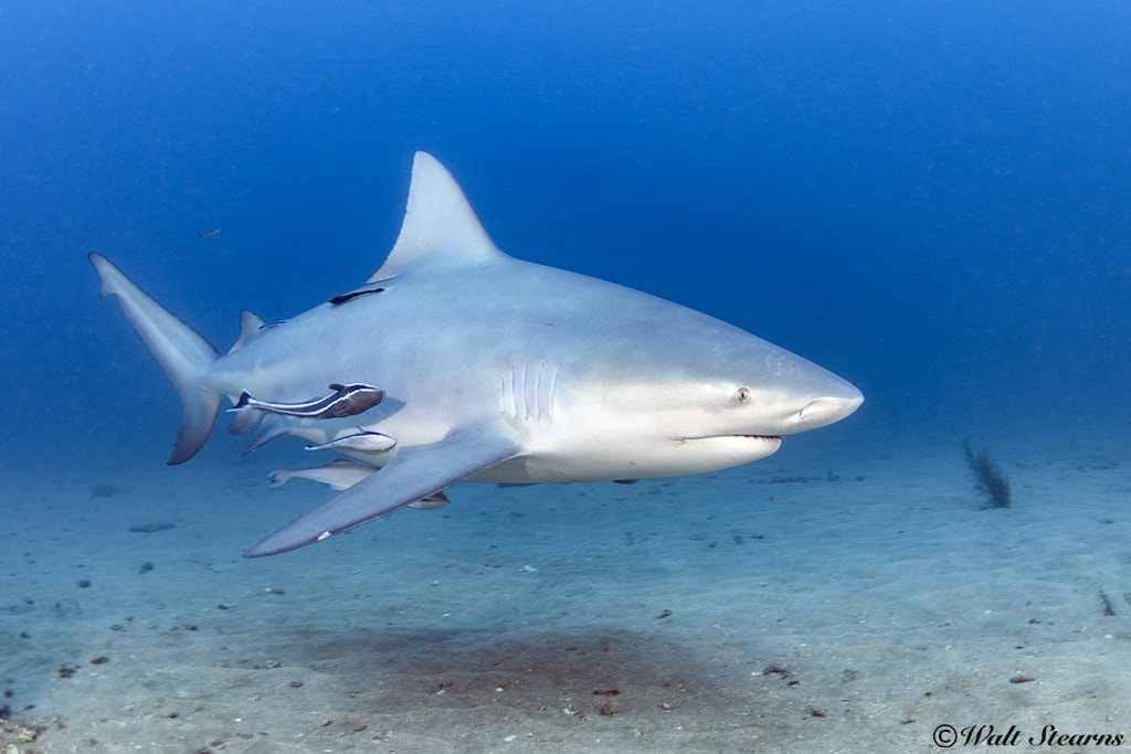 Bull Shark