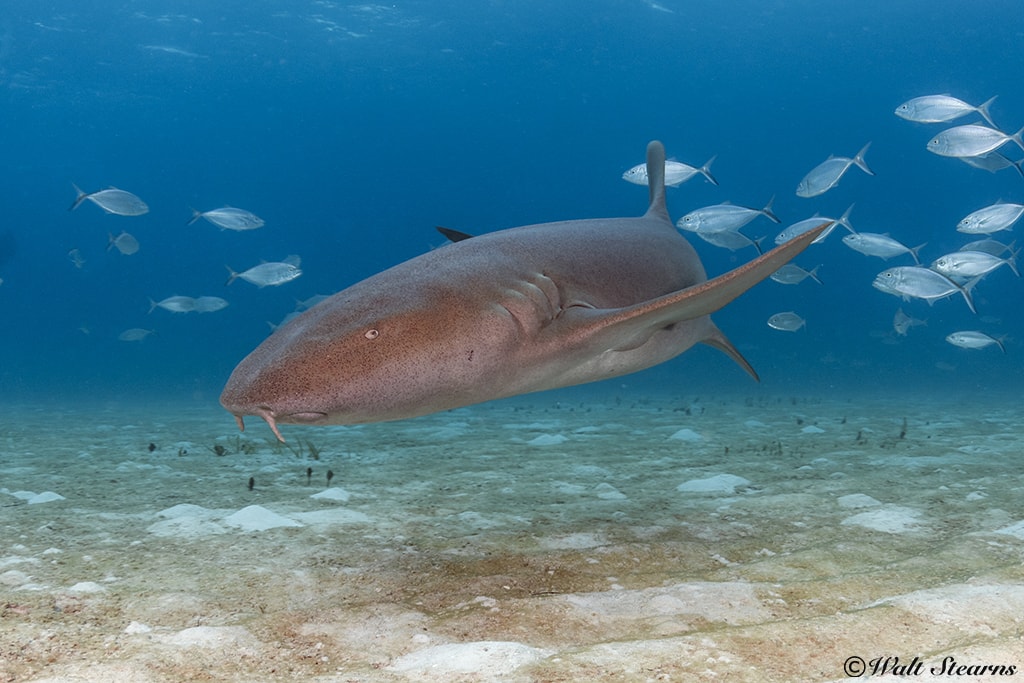Nurse Shark