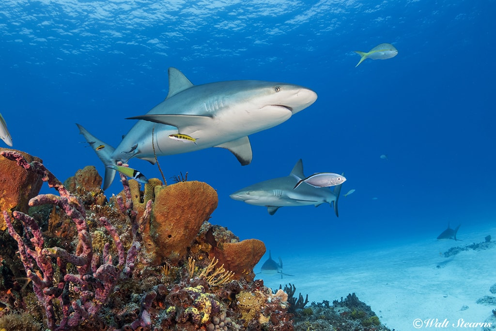 Reef Shark