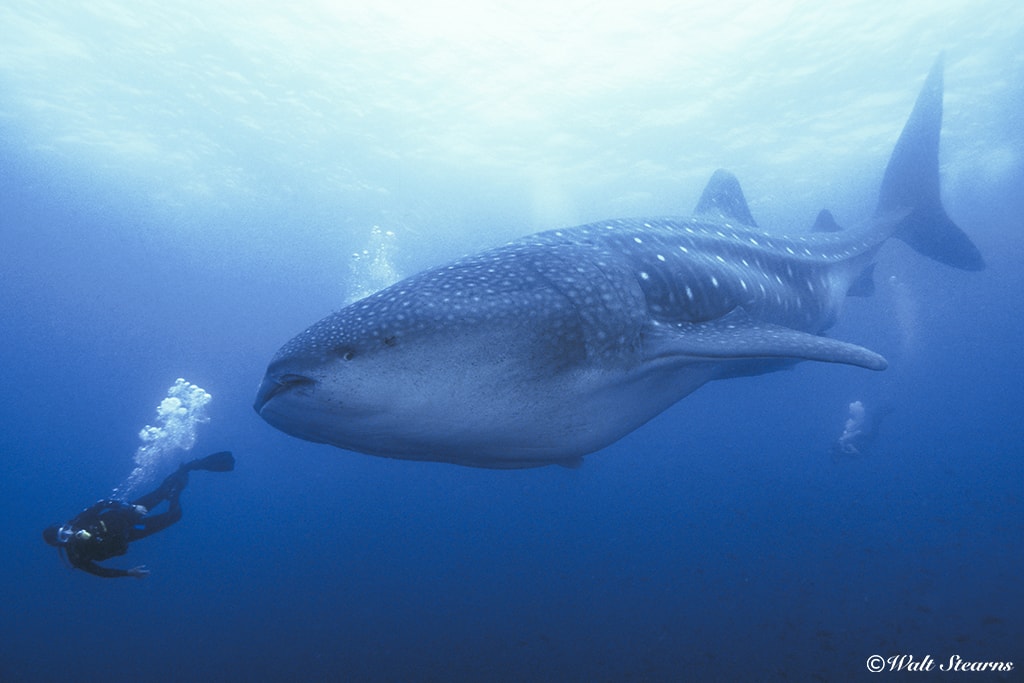 Whale Shark