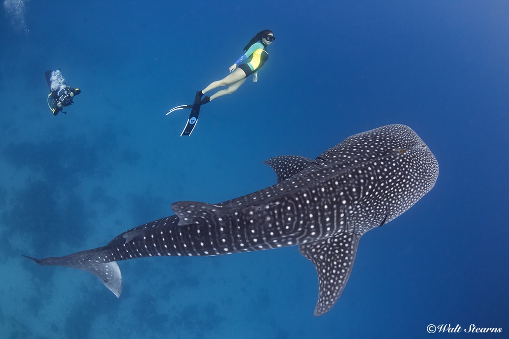 Whale Shark