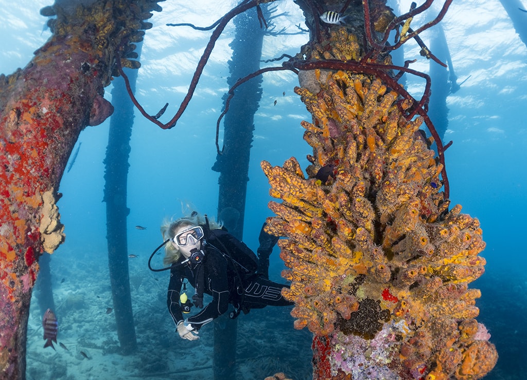 There are 50-plus shore diving sites on Bonaire, including the sponge-encrusted pilings of Salt Pier.