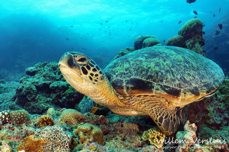 Photo Credit: Willem Versluis.