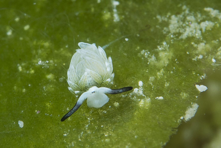 Shaun the Sheep isn't camera shy and will sure to put a smile on your face.
