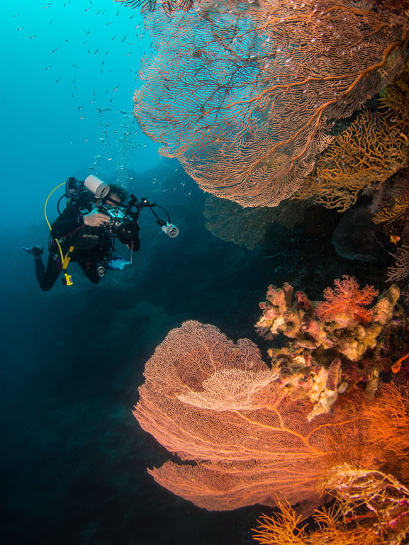 The 200 foot wall offers divers fun profiles filled with beauty.