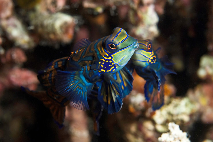 A vibrant Mandarin fish hanging out on the Magic Island House Reef. Photo Credit: JP Bresser.