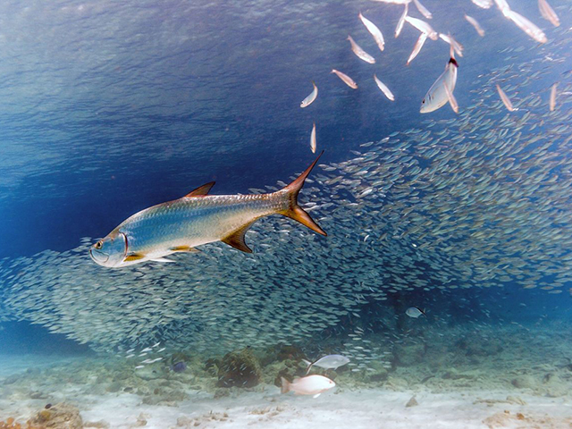 The shallows directly in front of the resort dive center are alive with schooling fish and cruising tarpon.