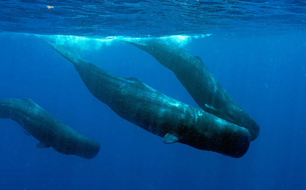 A pod of sperm whales diving in the waters of Dominica.