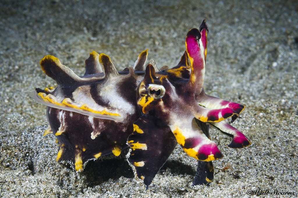 Flamboyant cuttlefish can make rapid color changes, and often display intricate patterns that pulsate and transform.