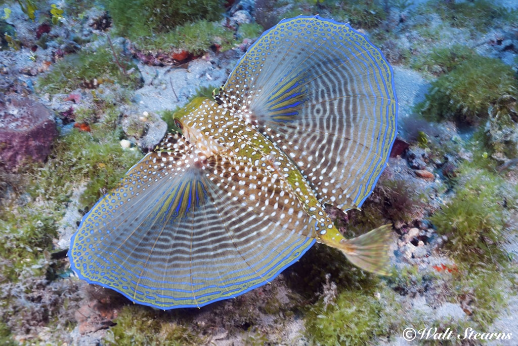 Though they look like wings, the enlarged pectoral fins of the flying gurnard are actually used as a threat display, and as a bottom walking aid when folded.
