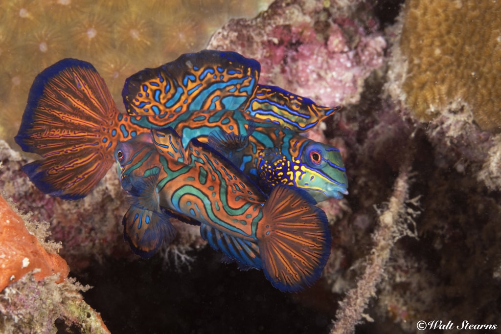 Their colors are amazing, but it's what mandarin fish do each evening that makes them a favorite with fish watchers.