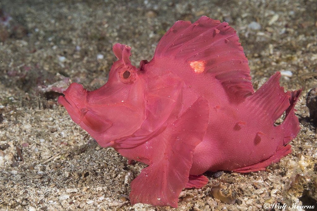 A portrait of a paddle flap rhinopia is a prized addition to any underwater photographer's portfolio. Can you see the resemblance to a rhino's horn?