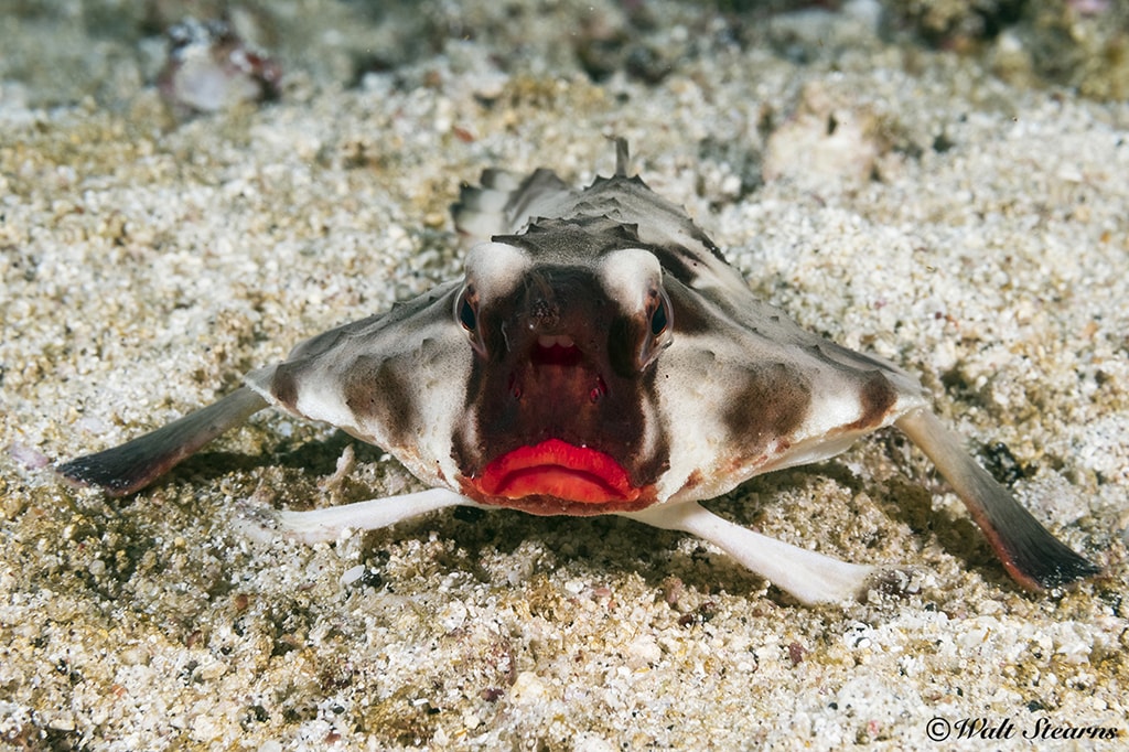No, this batfish isn't wearing lipstick. You'll only find this strange bottom dweller in the Galapagos Islands.