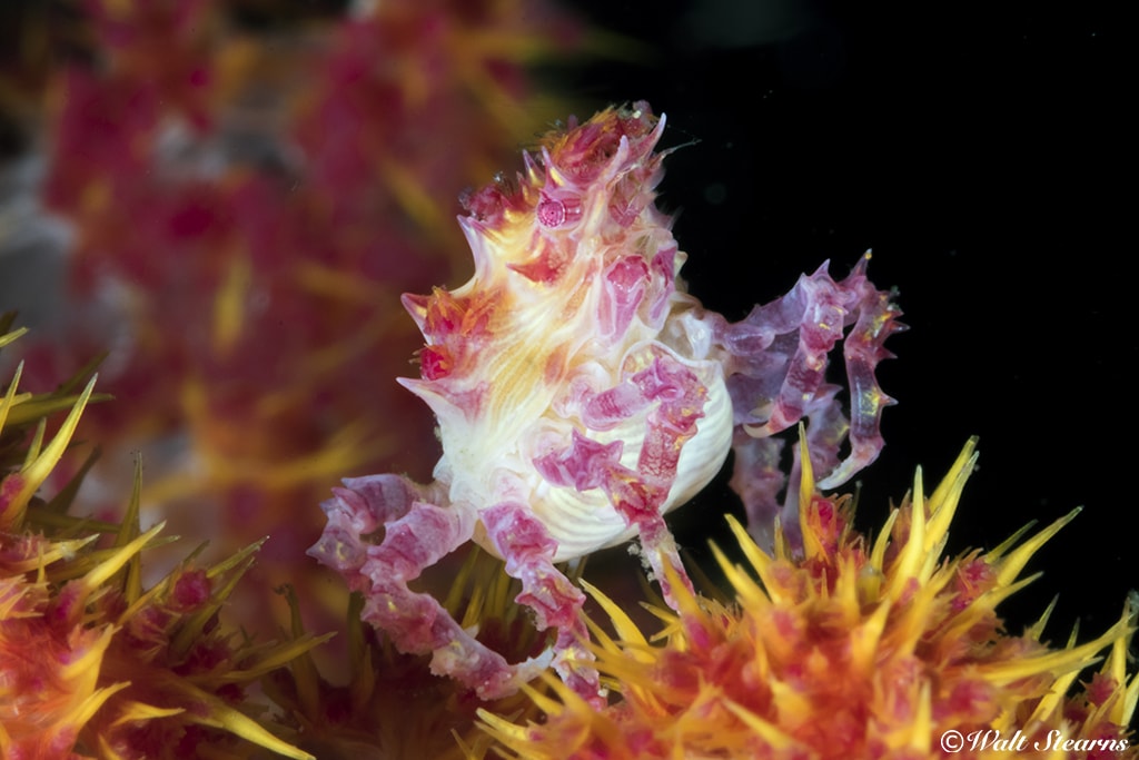 With its delicate features and swirling pastel coloration, a candy crab really does look like the work of a confectioner.