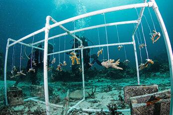Elkhorn and Staghorn coral polyps get a head start at Anse Chastanet's coral nursery.