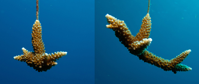 A comparison of a coral fragment after three months and six months of growth in the nursery.