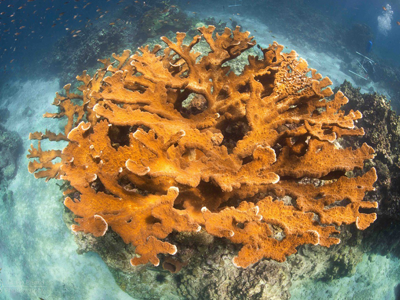 A new stand of Elkhorn coral out-planted from the nursery.