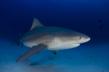 Bull Shark