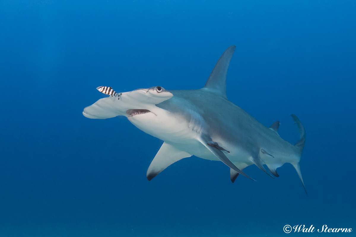Greater Hammerhead