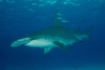 Greater Hammerhead