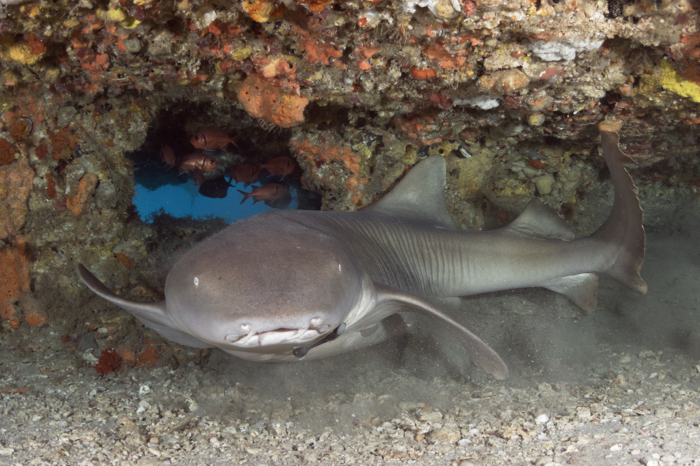 Nurse Shark