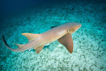 Nurse Shark