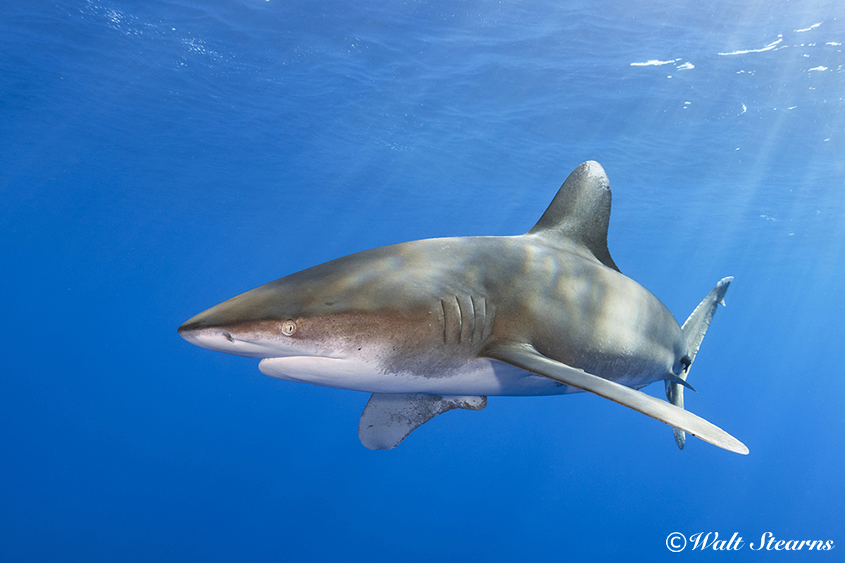 Oceanic Whitetip