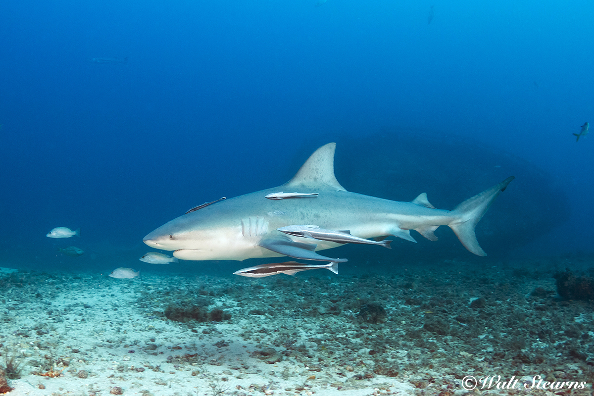 Bull Shark