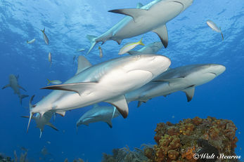 Gray Reef Sharks