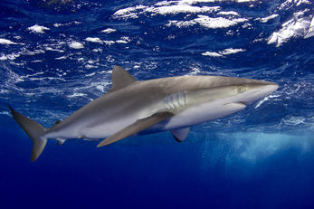 Silky Shark
