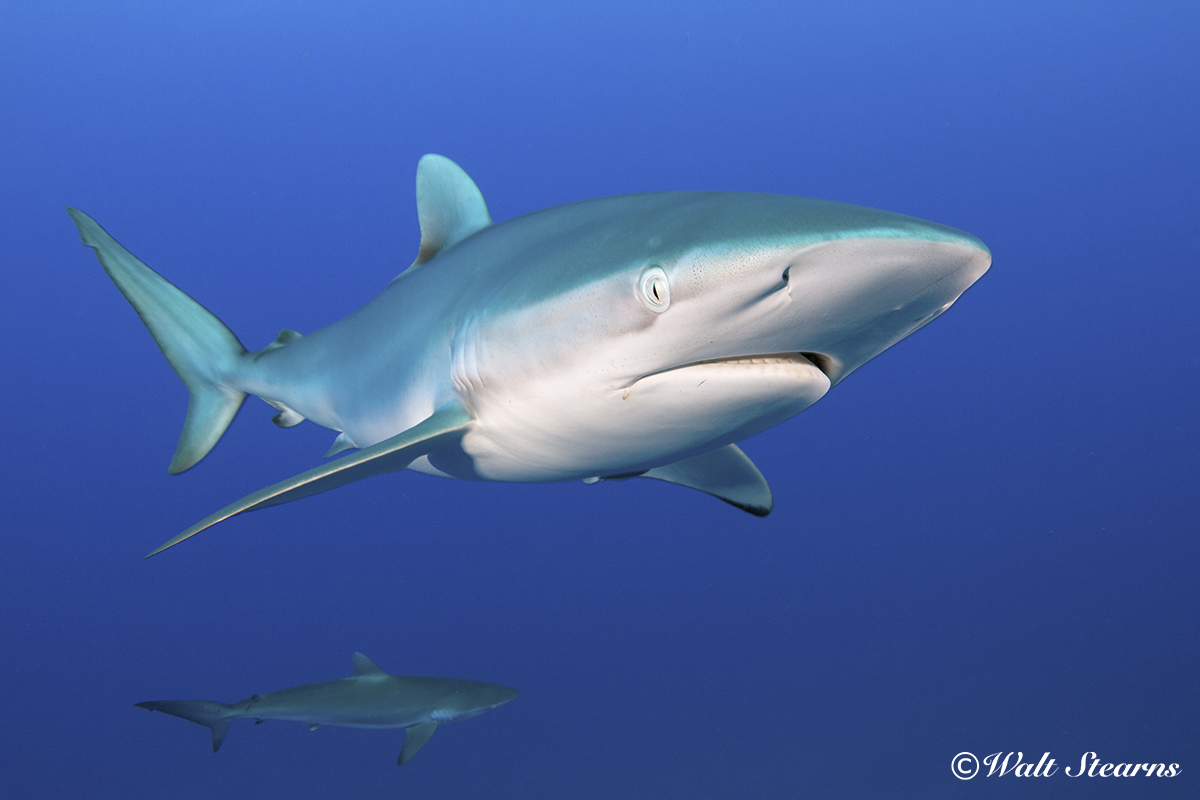 Silky Shark