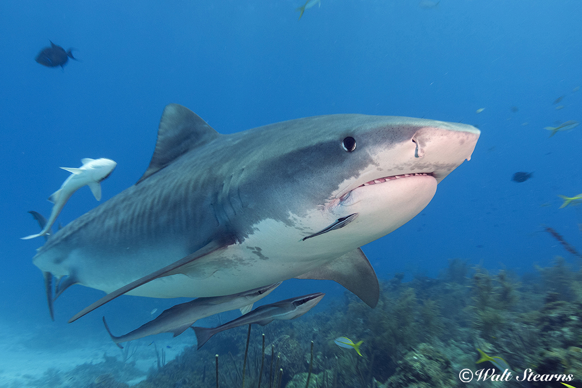 Tiger Shark