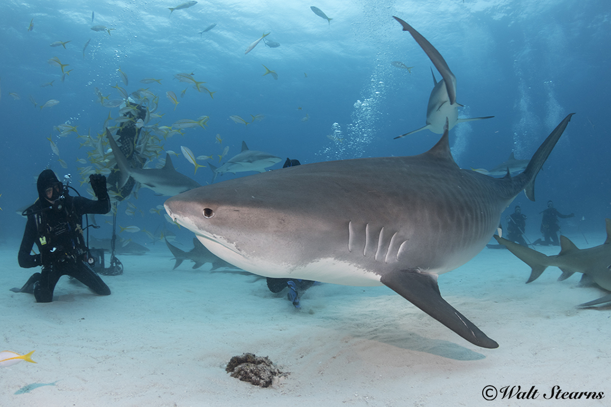 Tiger Shark