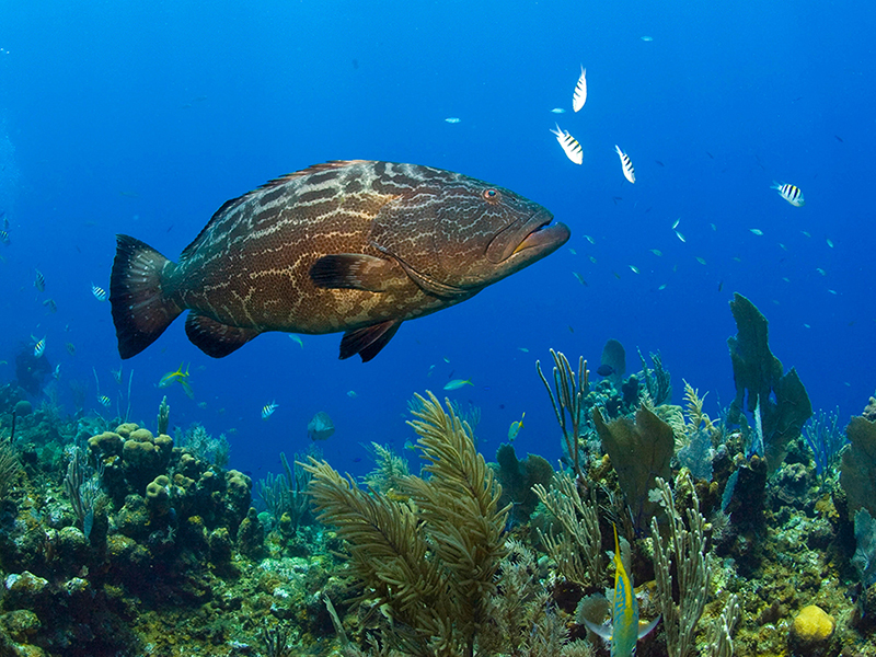 The Western Hemisphere's longest barrier reef runs parallel to the Belize coast.