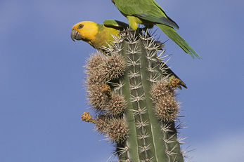 Bonaire Parrots