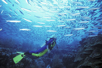Bonaire Reefs