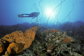 Bonaire Reefs