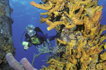 Bonaire's Salt Pier