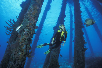 Bonaire's Salt Pier