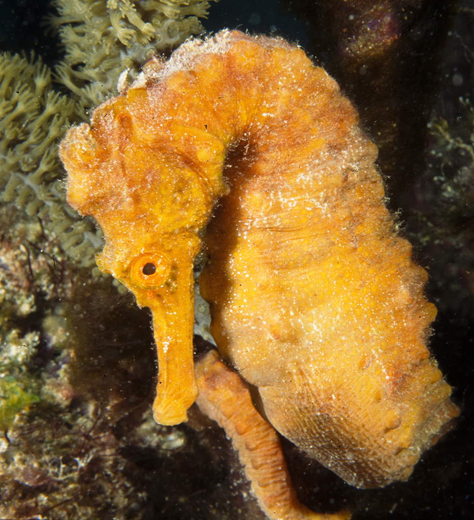 Longsnout Seahorse