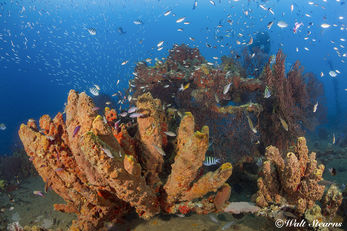 Saint Lucia Reef