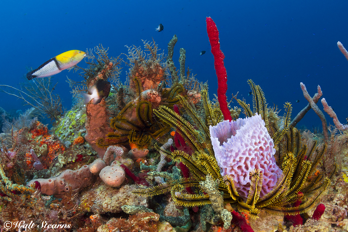 Saint Lucia Biodiversity
